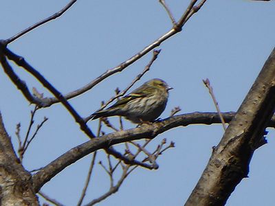 写真:木にとまるマヒワ