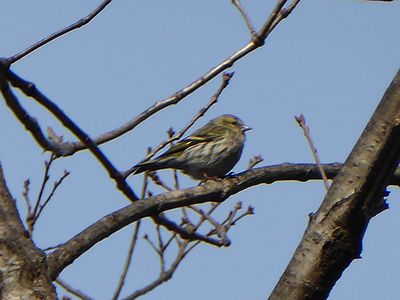 写真：木にとまるマヒワ