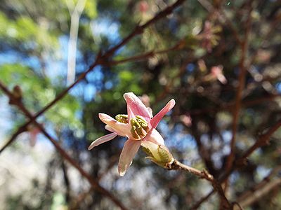 写真：星型の花、ミヤマウグイスカグラ