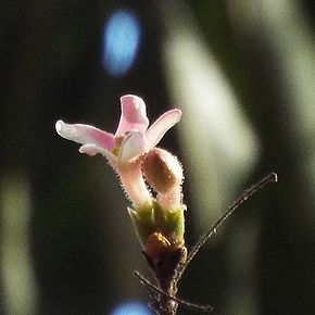 写真:花につく腺毛が白く光って見える