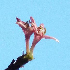 写真：花が2つ並んで咲くミヤマウグイスカグラ