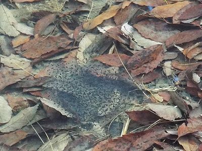 写真:透明なゼリー上物質にかこまれたヤマアカガエルの卵塊(らんかい)