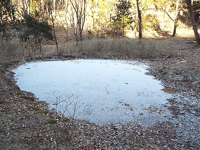写真：うっすらと雪の積もったカワセミの池