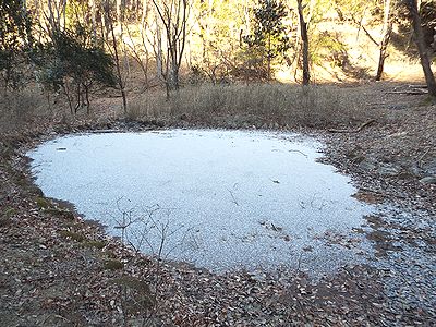 写真:うっすらと雪の積もったカワセミの池