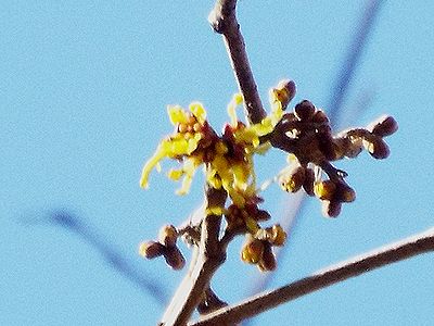 写真：黄色いマンサクの花