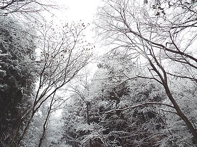 写真:空を見上げると