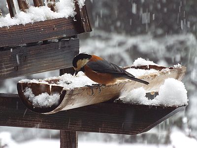 写真:雪の積もるエサ台にきたヤマガラ