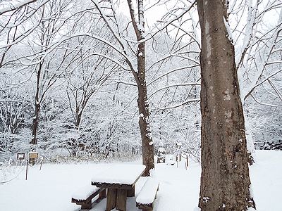 写真:雪が10センチメートルほどつもった広場の様子