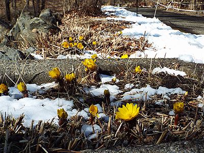 写真:雪の残る地面からたくさんのフクジュソウが花を咲かせている