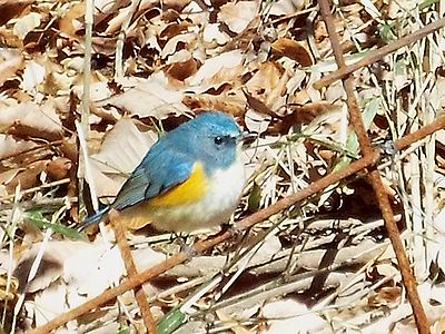 写真:鉄筋の柵にとまる青い鳥ルリビタキ