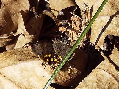 写真:茶色の羽にオレンジ色の斑紋が目立つニホンセセリモドキ