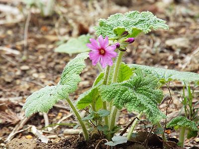 写真：サクラソウに似た濃いピンクの花、カッコソウ