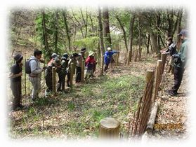 写真：柵の中に咲くカッコソウを見る参加者たち