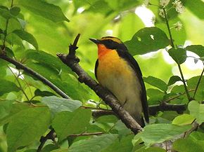 写真:黄色い体のキビタキ