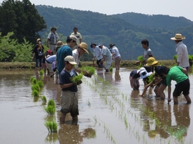 写真：田植えの様子