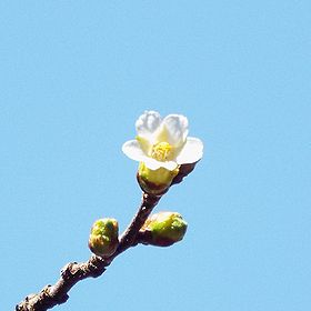 写真：花弁が小さく、直径1センチメートルほどの桜