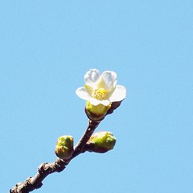 写真:花弁が小さく、直径1センチメートルほどの桜
