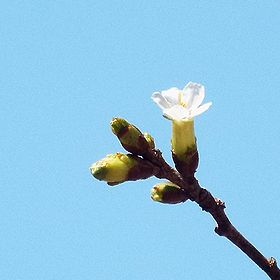 写真:花を横から見ると、萼が長い