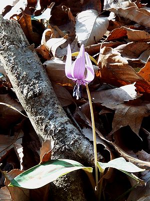 写真：6枚の花びらを反り返らせて咲くカタクリ