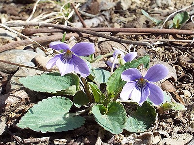 写真:薄紫色の花のコスミレ