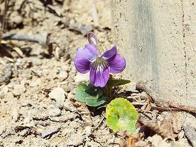 写真：木の階段脇に咲くニオイタチツボスミレ