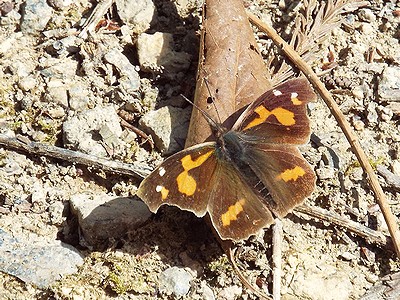 写真:落ち葉の上で羽を広げて日に当たるテングチョウ