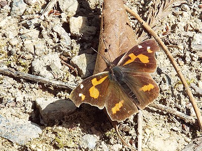 写真：落ち葉の上で羽を広げて日に当たるテングチョウ