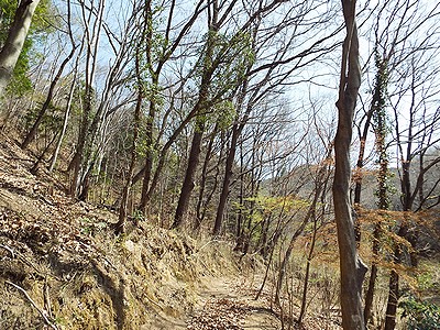 写真:木々の葉が広がる前の明るい雑木林