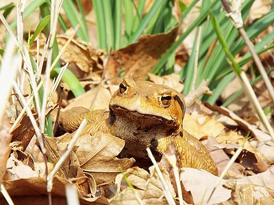 写真:はねるというよりも四つ足で歩くアズマヒキガエル