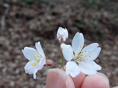 写真:直径2センチメートルほどの小さい桜の花エドヒガン