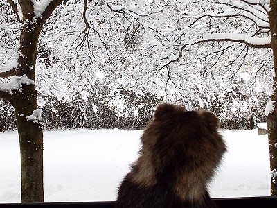 写真：雪つもる窓の外の景色と展示中のタヌキの標本