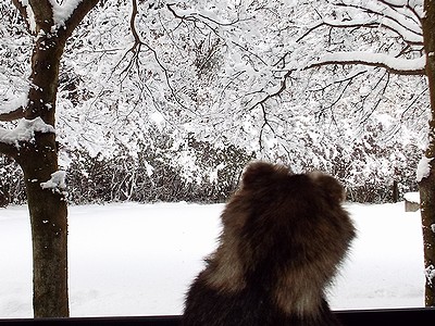 写真:雪つもる窓の外の景色と展示中のタヌキの標本