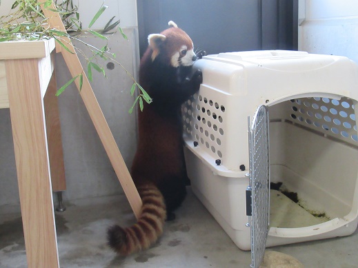 写真：部屋に入ったフラン