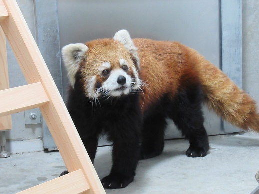 写真:輸送ケージから出たライム