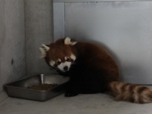 写真：餌を食べるタオタオ