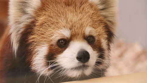 写真:レッサーパンダのライム