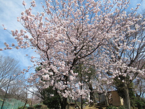 写真:タヌキ山の桜