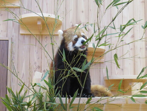 写真：笹を食べるレッサーパンダのライム