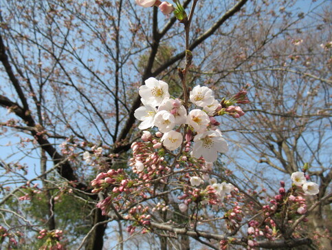 写真：開花した桜