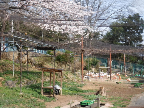 写真:フラミンゴと桜