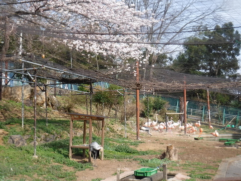 写真：フラミンゴと桜