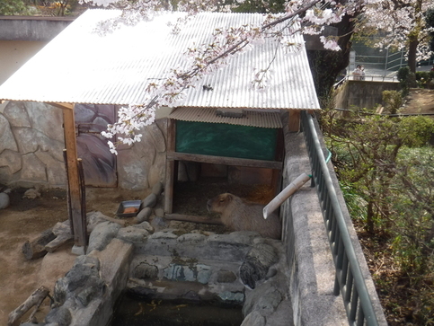 写真:カピバラと桜
