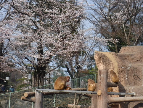 写真:ニホンザルと桜