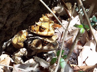 写真:池をめざし、落ち葉の中を歩くアズマヒキガエル