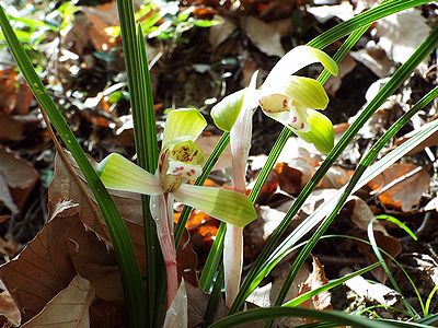 写真:光があたり花弁が透き通って見えるシュンラン