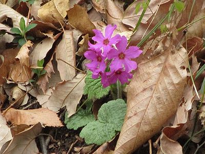 写真:1つの株に5つの花が咲いているカッコソウ