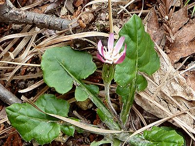 写真:センボンヤリの花、全体的に小型のタンポポの様