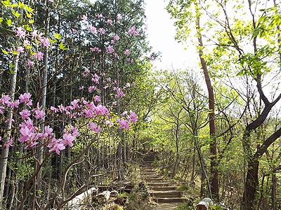 写真:新緑のあかまつのみちで咲くミツバツツジ