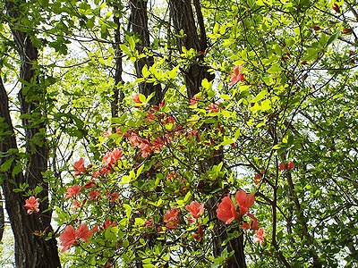 写真:朱色の花を咲かすヤマツツジ