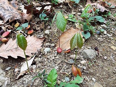 写真:どんぐりの芽生え